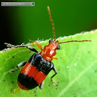 Blue-banded Lema Leaf Beetle