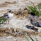 Common Tern; Charrán Común