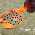 Moon-Headed Sea Slug