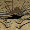 Tailless Whip Scorpion