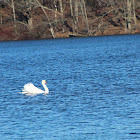 Mute swan