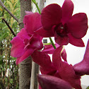 Orquídea Denphal Lilás