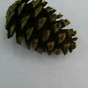 Loblolly Pine Cone