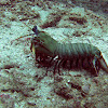 Peacock Mantis Shrimp