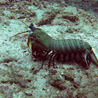 Peacock Mantis Shrimp