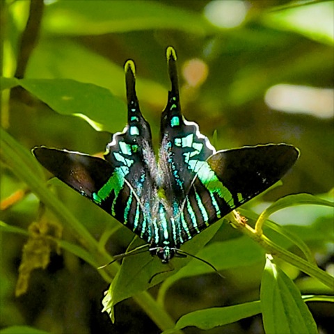 Urania Swallowtail Moth