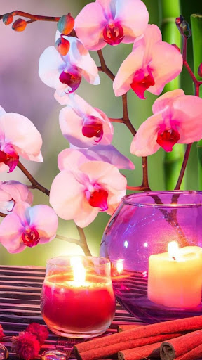 Orchid Wallpapers HD