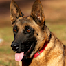 Belgian Malinois icon