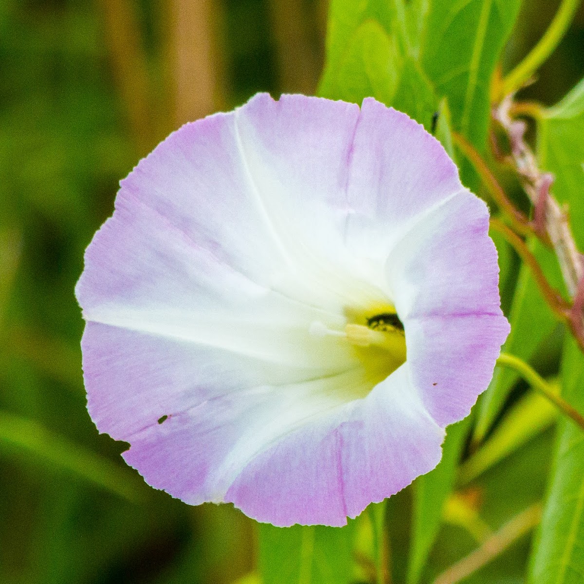 Bindweed, Morning Glory