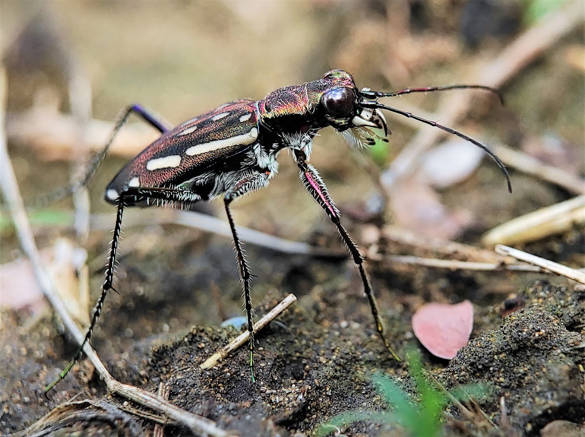 Tiger Beetle