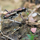 Tiger Beetle