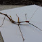 Giant Walkingstick