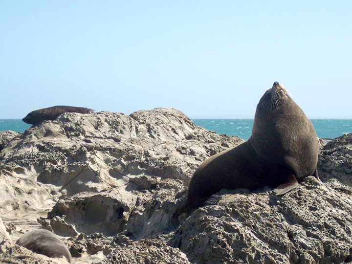 Foca in posa!! di Manu.Fiore