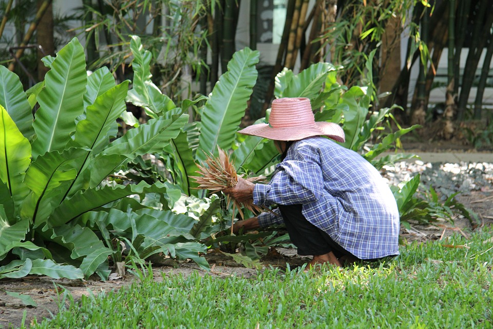 jardim