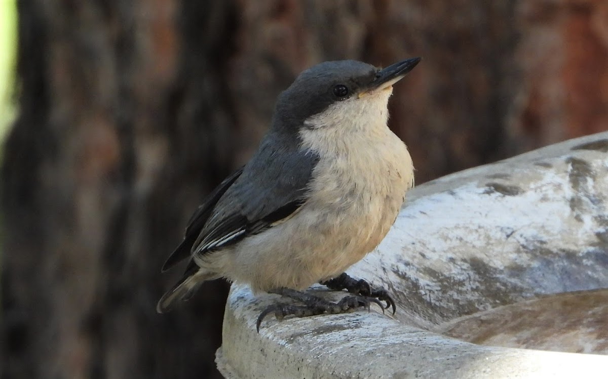 Pygmy nuthatch