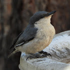 Pygmy nuthatch