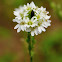 Hoary Alyssum