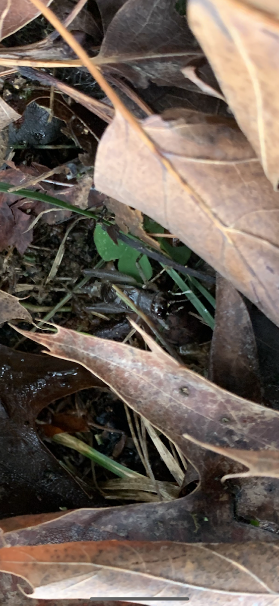 Field Cricket