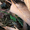 Field Cricket