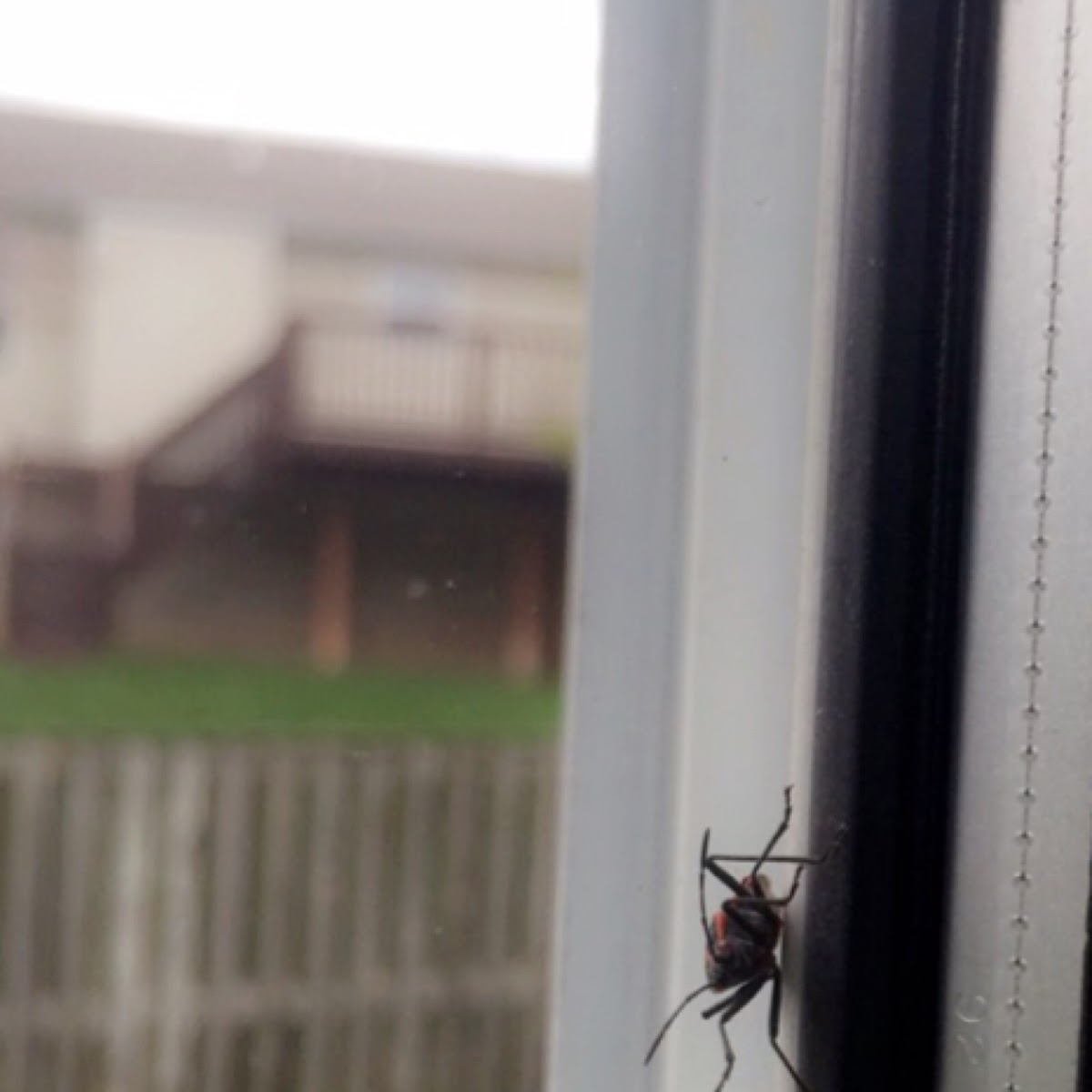 Box Elder Bug