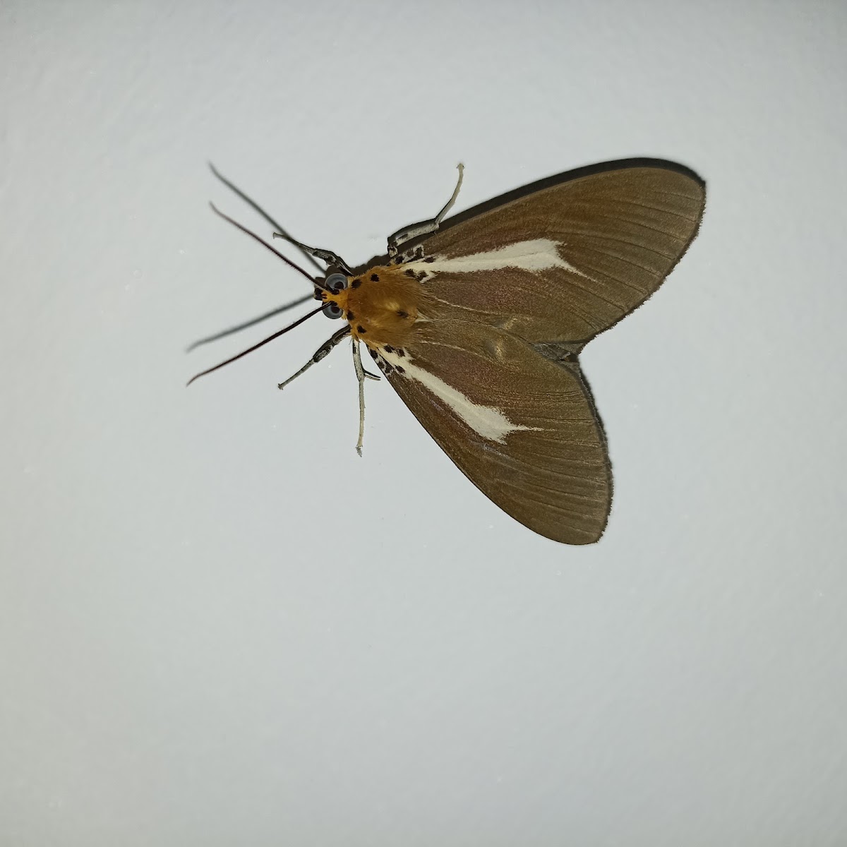 Snouted Tiger Moth