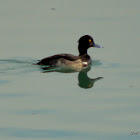 Tufted duck