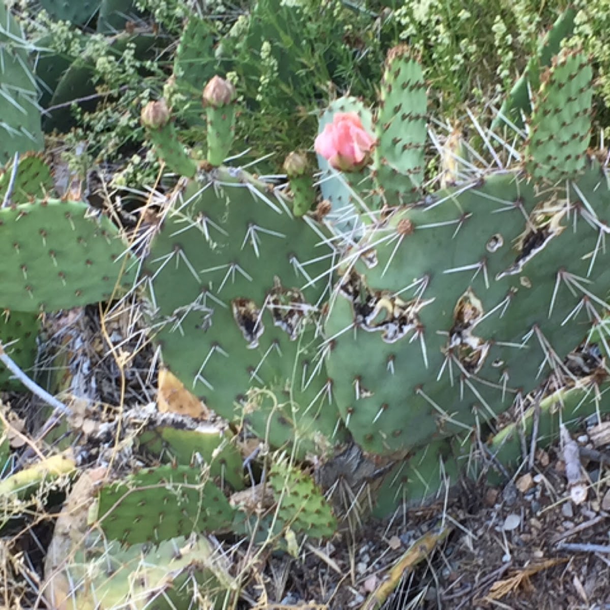 Prickly pear cactus