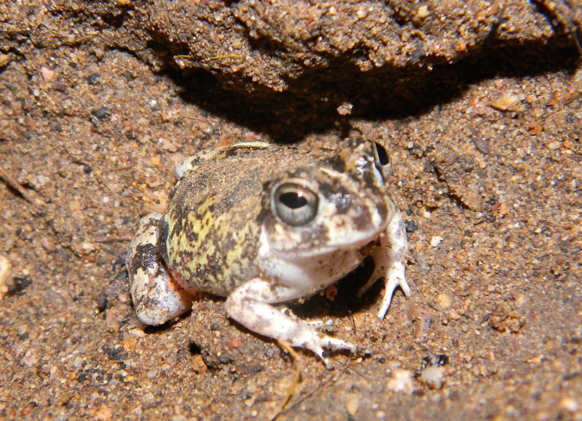 Sapito :: Four Eyed Frog