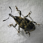 Weevil