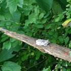 Gray/Cope's Gray Tree Frog