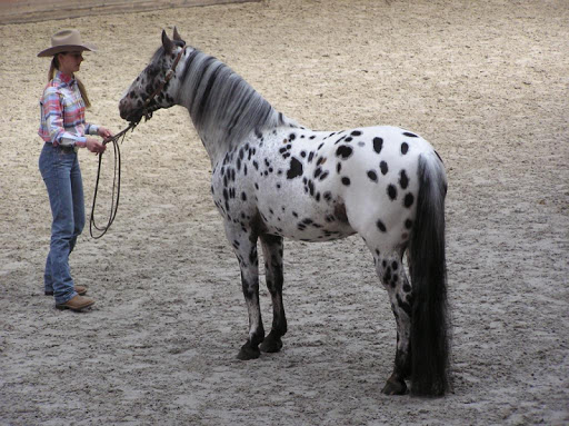 Appaloosa Horse Wallpapers