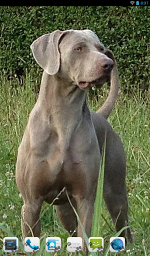 Weimaraner Theme - Nova ADW GO