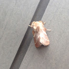 Eastern Tent Caterpillar Moth