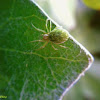 Green leaf web spider