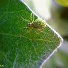 Green leaf web spider