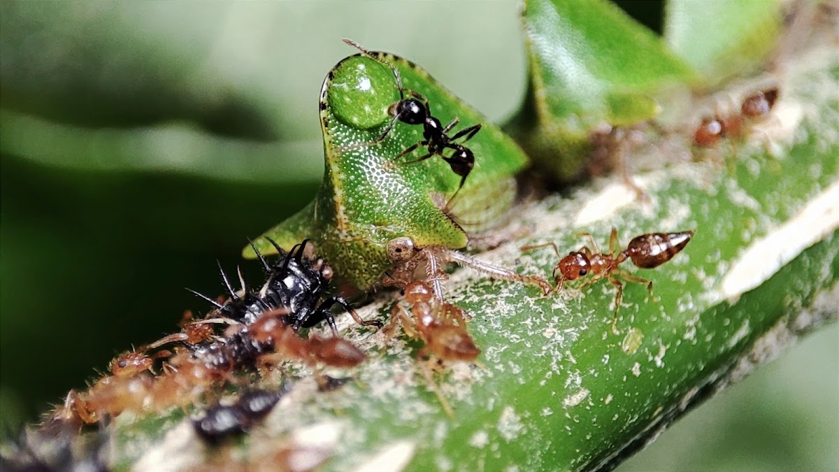 Tree hopper