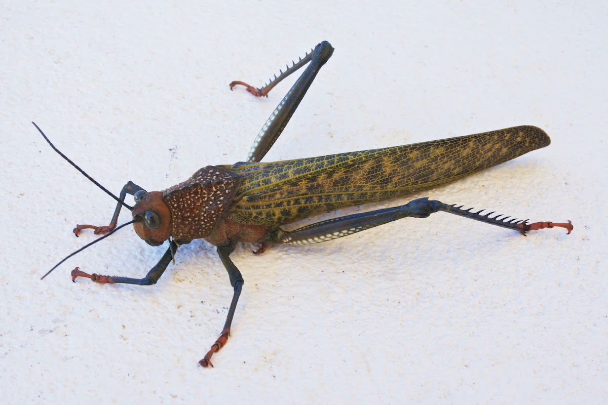 Giant Grasshopper