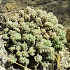 Thick-leaf Stonecrop