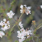 California Buckwheat