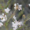 California Buckwheat