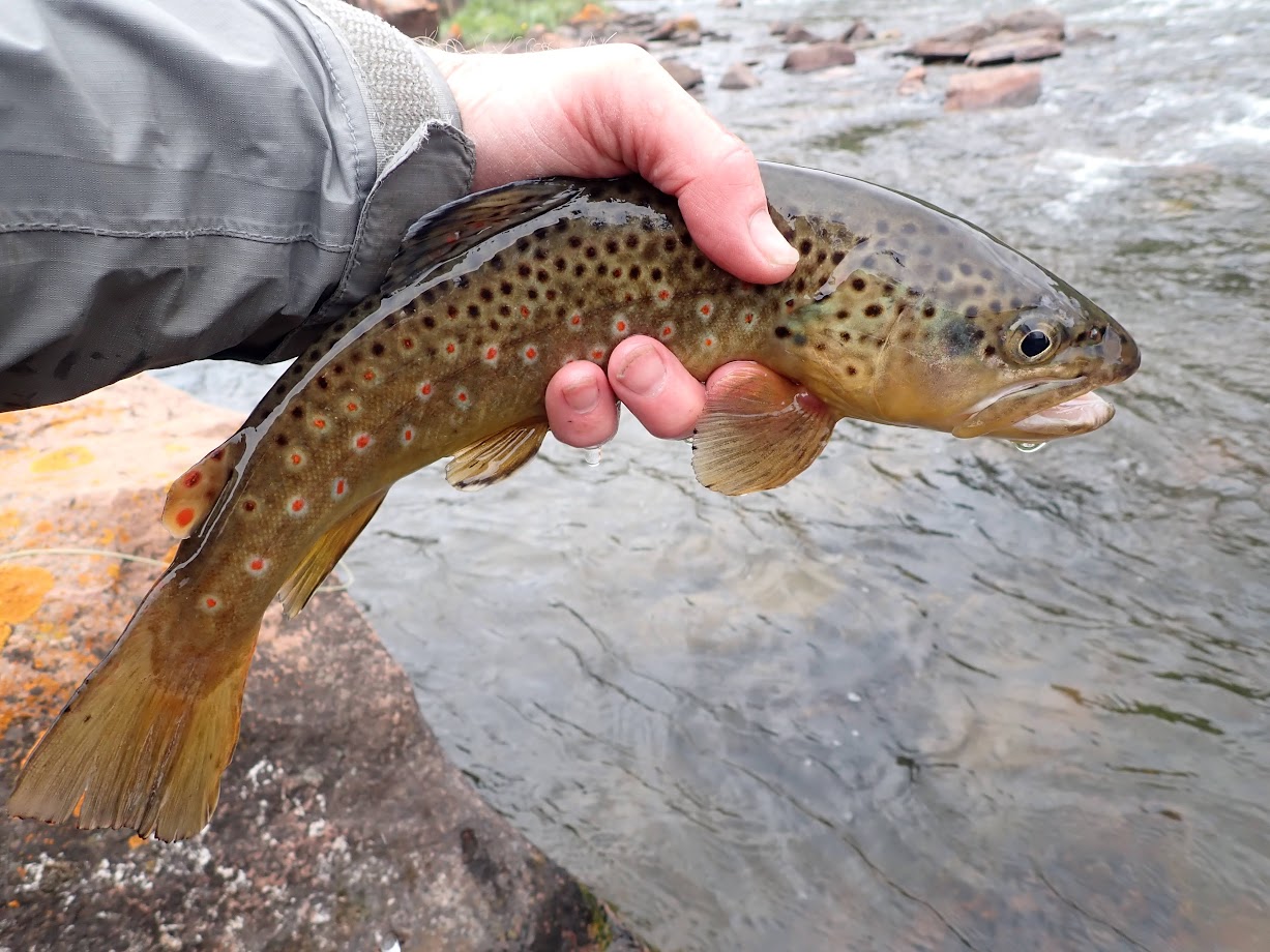 Frying Pan River  Dave Weller's Fly Fishing Blog