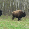 American Bison