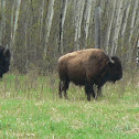 American Bison