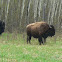 American Bison