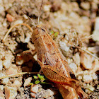 Balkan Pincer Grasshopper