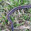 Garter Snake