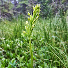 Green Bog Orchid