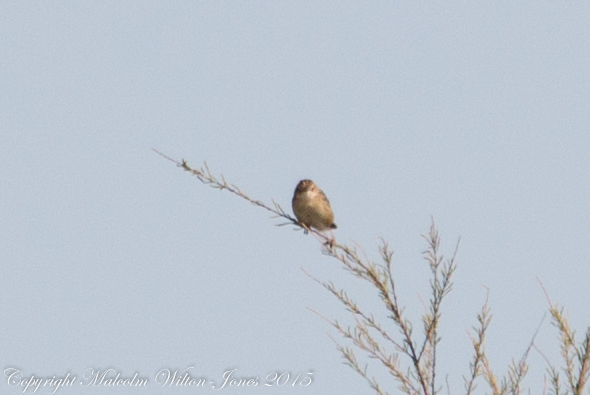 Zitting Cisticola; Buitrón