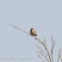 Zitting Cisticola; Buitrón