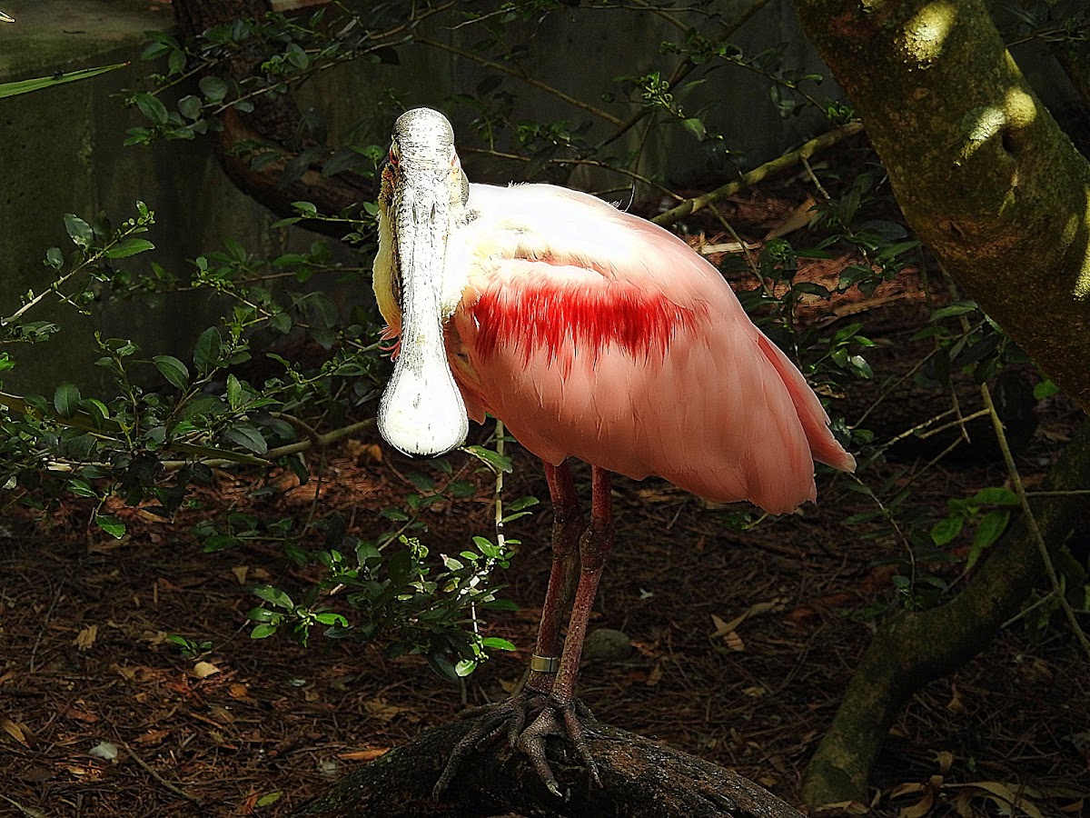 Roseate spoonbill